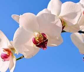 于洪正规助孕捐卵机构，附正规捐卵机构报名表！